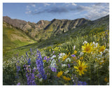 Larkspur And Sunflowers, Albion Basin, Wasatch Range, Utah-Paper Art-42,,X32,,