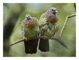 Pink-Necked Green-Pigeon Pair, Jurong Bird Park, Singapore-Paper Art-26,,X20,,