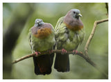 Pink-Necked Green-Pigeon Pair, Jurong Bird Park, Singapore-Paper Art-42,,X32,,