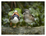Mandarin Duck Male And Female, Jurong Bird Park, Singapore-Paper Art-18,,X14,,