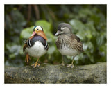 Mandarin Duck Male And Female, Jurong Bird Park, Singapore-Paper Art-26,,X20,,