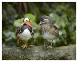Mandarin Duck Male And Female, Jurong Bird Park, Singapore-Paper Art-42,,X32,,