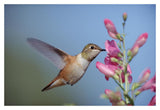 Rufous Hummingbird Juvenile Feeding On Flowers, New Mexico-Paper Art-20,,X14,,