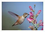 Rufous Hummingbird Juvenile Feeding On Flowers, New Mexico-Paper Art-26,,X18,,