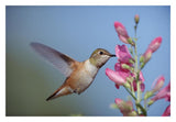 Rufous Hummingbird Juvenile Feeding On Flowers, New Mexico-Paper Art-32,,X22,,