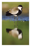 Spur-Winged Plover With Its Reflection At Waterhole, Kenya-Paper Art-16.08,,X24,,