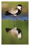 Spur-Winged Plover With Its Reflection At Waterhole, Kenya-Paper Art-21.2,,X32,,
