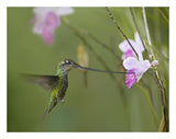 Sword-Billed Hummingbird Feeding On Flower Nectar, Ecuador-Paper Art-26,,X20,,