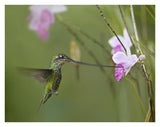 Sword-Billed Hummingbird Feeding On Flower Nectar, Ecuador-Paper Art-34,,X26,,
