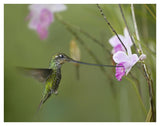 Sword-Billed Hummingbird Feeding On Flower Nectar, Ecuador-Paper Art-42,,X32,,