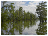 Bald Cypress Swamp, Cypress Island, Lake Martin, Louisiana-Paper Art-42,,X32,,