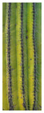 Saguaro Cactus Close Up Of Trunk And Spines, North America-Paper Art-18.28,,X46,,