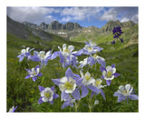 Colorado Blue Columbine Meadow At American Basin, Colorado-Paper Art-22,,X18,,