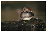 Hooded Merganser Female Portrait, British Columbia, Canada-Paper Art-38,,X26,,