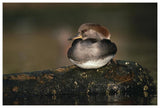 Hooded Merganser Female Portrait, British Columbia, Canada-Paper Art-62,,X42,,