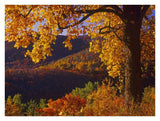 Autumn Deciduous Forest, Shenandoah National Park, Virginia-Paper Art-34,,X26,,