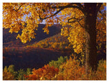Autumn Deciduous Forest, Shenandoah National Park, Virginia-Paper Art-42,,X32,,