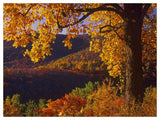 Autumn Deciduous Forest, Shenandoah National Park, Virginia-Paper Art-50,,X38,,