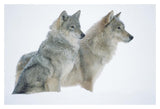 Timber Wolf Portrait Of Pair Sitting In Snow, North America-Paper Art-20,,X14,,