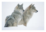 Timber Wolf Portrait Of Pair Sitting In Snow, North America-Paper Art-26,,X18,,