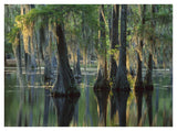 Bald Cypress Swamp, Sam Houston Jones State Park, Louisiana-Paper Art-42,,X32,,