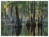 Bald Cypress Swamp, Sam Houston Jones State Park, Louisiana-Paper Art-50,,X38,,