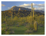 Saguaro Picacho Mountains, Picacho Peak State Park, Arizona-Paper Art-18,,X14,,