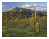 Saguaro Picacho Mountains, Picacho Peak State Park, Arizona-Paper Art-26,,X20,,
