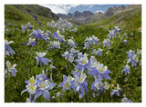 Colorado Blue Columbine Flowers In American Basin, Colorado-Paper Art-34,,X26,,