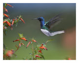 White-Necked Jacobin Hummingbird, Male Foraging, Costa Rica-Paper Art-26,,X20,,