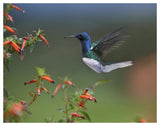 White-Necked Jacobin Hummingbird, Male Foraging, Costa Rica-Paper Art-50,,X38,,