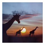 Giraffe Trio At Sunrise, Masai Mara, Kenya, Composite Image-Paper Art-20,,X20,,