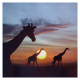 Giraffe Trio At Sunrise, Masai Mara, Kenya, Composite Image-Paper Art-32,,X32,,