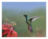Green-Breasted Mango Hummingbird, Male Foraging, Costa Rica-Paper Art-26,,X22,,