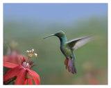 Green-Breasted Mango Hummingbird, Male Foraging, Costa Rica-Paper Art-37,,X30,,
