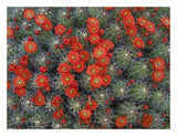 Claret Cup Cactus Detail Of Flowers In Bloom, North America-Paper Art-26,,X20,,