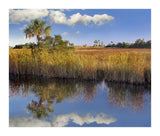 Cabbage Palm In Wetland, Fakahatchee State Preserve, Florida-Paper Art-18,,X15.28,,