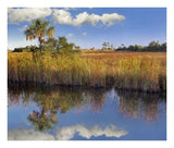 Cabbage Palm In Wetland, Fakahatchee State Preserve, Florida-Paper Art-24,,X20.26,,