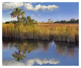 Cabbage Palm In Wetland, Fakahatchee State Preserve, Florida-Paper Art-38,,X31.88,,