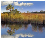 Cabbage Palm In Wetland, Fakahatchee State Preserve, Florida-Paper Art-42,,X35.2,,
