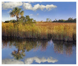 Cabbage Palm In Wetland, Fakahatchee State Preserve, Florida-Paper Art-46,,X38.52,,