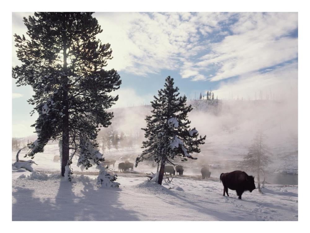 American Bison In Winter, Yellowstone National Park, Wyoming-Paper Art-26,,X20,,