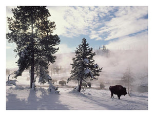 American Bison In Winter, Yellowstone National Park, Wyoming-Paper Art-26,,X20,,