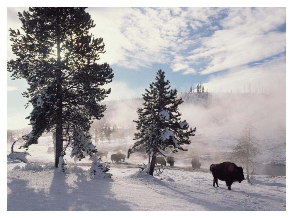 American Bison In Winter, Yellowstone National Park, Wyoming-Paper Art-42,,X32,,