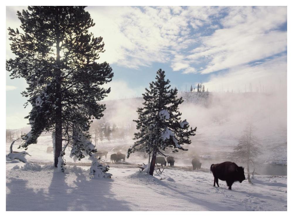 American Bison In Winter, Yellowstone National Park, Wyoming-Paper Art-50,,X38,,