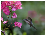 Magnificent Hummingbird Female Feeding At Flower, Costa Rica-Paper Art-50,,X38,,