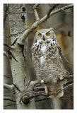 Great Horned Owl Pale Form, Perched In Tree, Alberta, Canada-Paper Art-22,,X32,,
