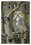 Great Horned Owl Pale Form, Perched In Tree, Alberta, Canada-Paper Art-26,,X38,,