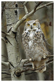 Great Horned Owl Pale Form, Perched In Tree, Alberta, Canada-Paper Art-42,,X62,,