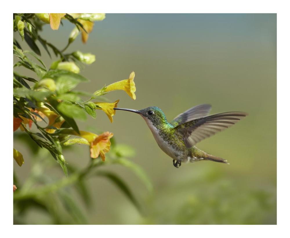 Andean Emerald Hummingbird Feeling On Yellow Flower, Ecuador-Paper Art-22,,X18,,